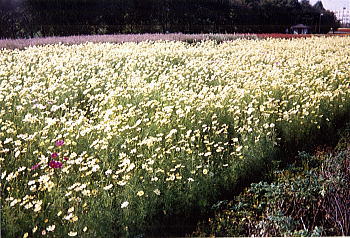 ���F�̃R�X���X�Q