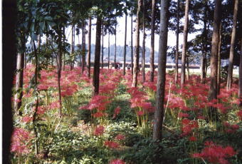 �c�����i�ɔފ݉Ԃ͂悭�ɂ���