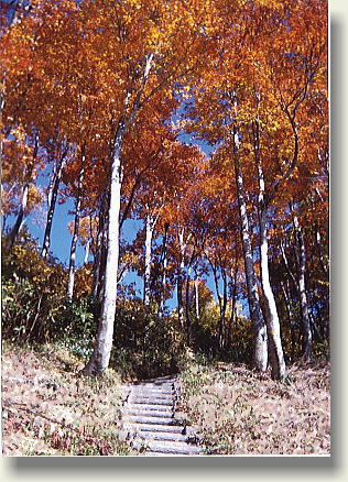 �Ԃ̋u�ɍs���r���ŏo������g�t