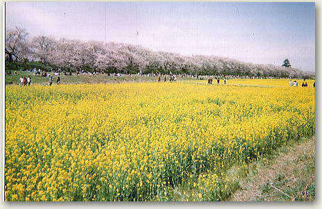 �������̍����؂ƍ؂̉Ԕ�