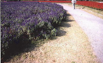 ���F�̃x�S�j�A