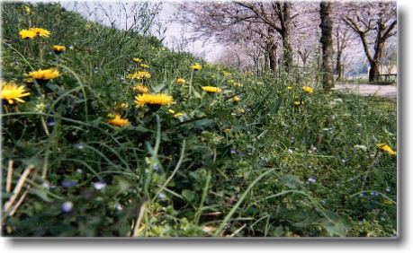 �^���|�|�ƍ��̂��Ԍ�