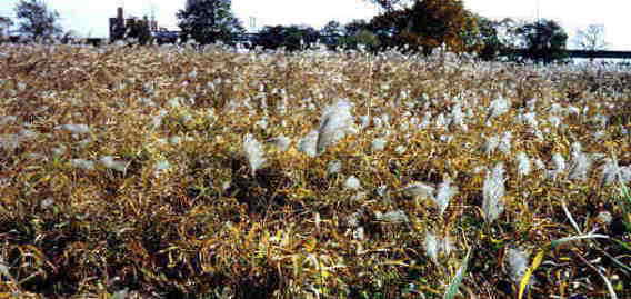 �X�X�L����ʂ�