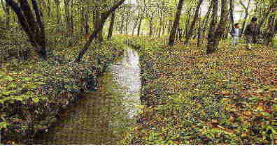 �����̐X�P