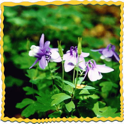 �t���[��