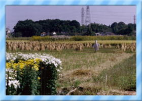 �H�F�ɐ��܂錩���c���