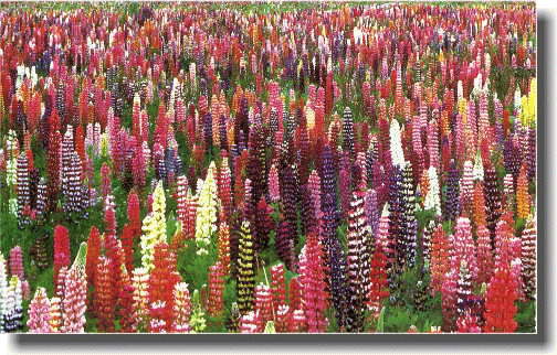 ���r�i�X�̉Ԕ�