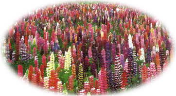 ���s�i�X�̉Ԃ���