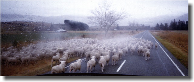 �r�̌Q�ꂪ�s��