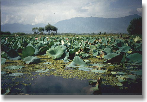 �΂ɍ炭�n�X�̉�